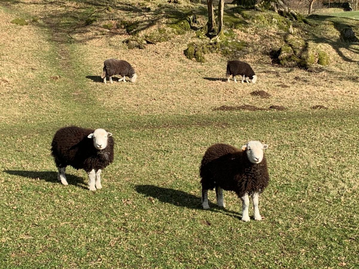 Ivythwaite Cottages Уиндермер Екстериор снимка